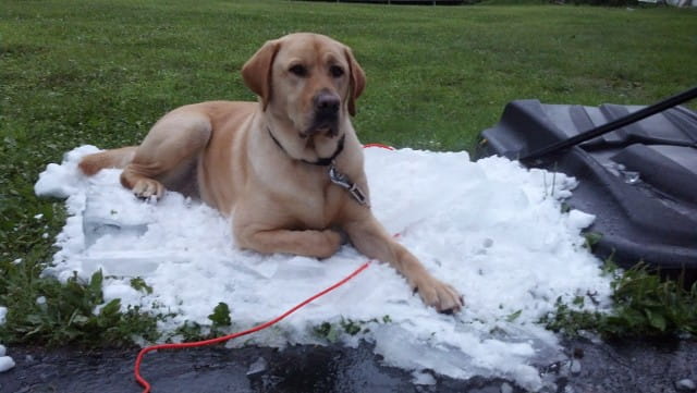 Golden retriever dog lying down peacefully on a patch of outdoor winter snow